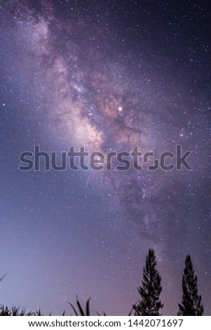 Panorama view of universe space shot of nebula and milky way galaxy with stars on blue night sky. Beautiful scene of silhouette of lonely high old pine tree on the hill under amazing starry night sky