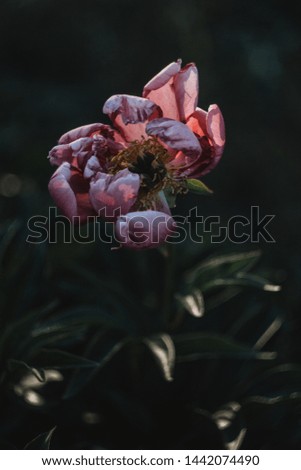 Stunning pink peony with a light-shadow pattern