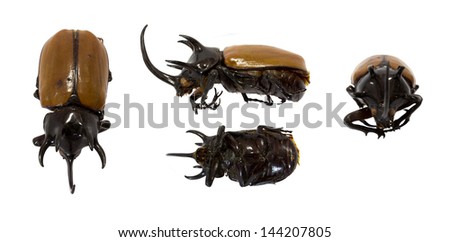photo of Rhinoceros beetle five horn from thailand