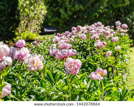 Light pink peonies blooming in a garden on a sunny day