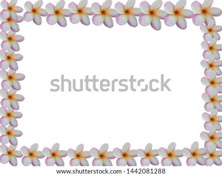 Beautiful frangipani flower frame with free space