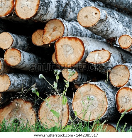 Background with Wooden cut logs on the grass. Pile of logs. Stack of firewood close up.