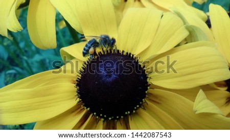 Bee on yellow Rudbeckia flower