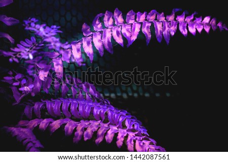 Dark purple ferns Abstract view Royalty-Free Stock Photo #1442087561