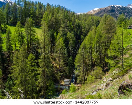 Pine forest in area of Zermatt, Switzerland