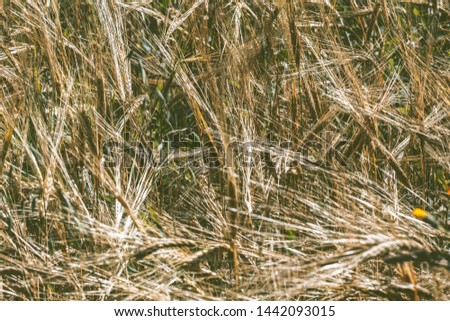 Golden Ripe Wheat Field Agricultural Landscape, Bakery Cultivate Crop, Bread Harvest Season, Baking Food Background, Rye Field,  Wheat Ripe Yellow Ears of Wheat