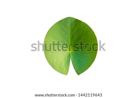 Lotus leaf or leaf of water lily flower, which is clearly on a white background. It is a plant that is commonly found in tropical areas. Royalty-Free Stock Photo #1442119643