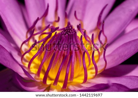Close-up pictures with clear details of purple water lily pollen in bright light