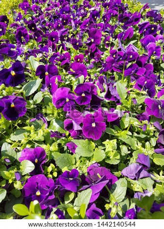 Violet Flowers on Green Leafs
