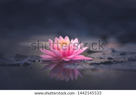 pink waterlily or lotus flower in pond Royalty-Free Stock Photo #1442145533