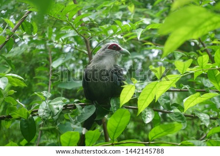 Green-billed Malkoha ( Phaenicophaeus tristis ) Royalty-Free Stock Photo #1442145788