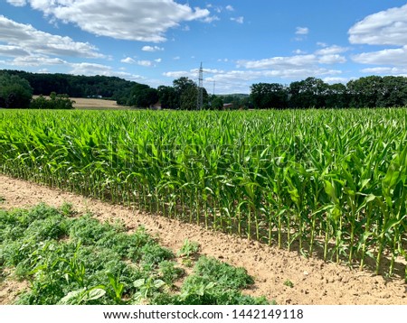 Corn field in July without rain