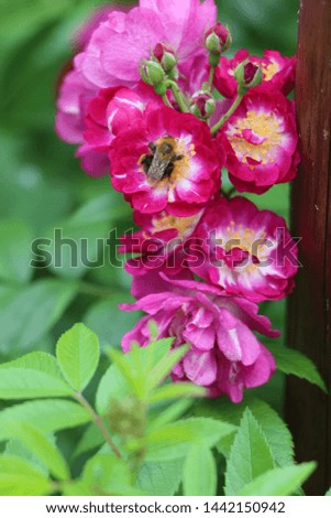 Rose flowers with a picture of leaves in the foreground, and a bee on a flower collecting nectar.
