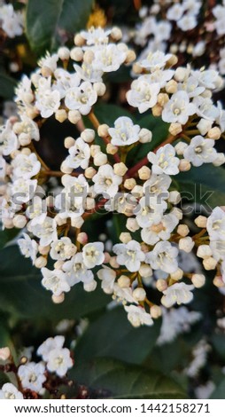 White Flowers on Green Leaf Background