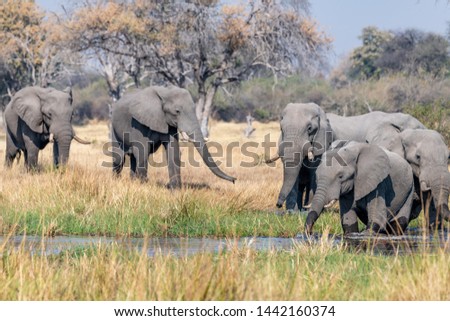 Elephants in moremi Game Reserve in Botswana in the okavango Delta, Africa