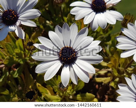White flowers on green and yellow background