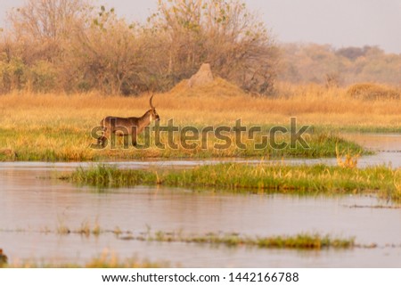 Bush Buck in the savanna of Moremi game reserve in Botswana in the okavango delta in afrika