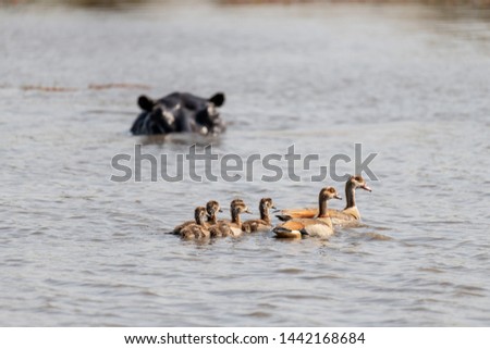 Family of ducks swimming on a lake, africa
