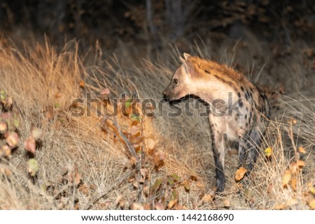 Hyena walking through the bush at night in Botswana in the Moremi game reservein afrika