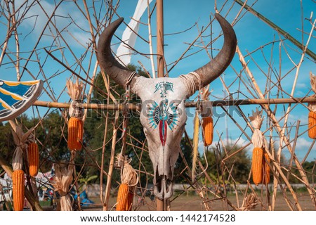 Buffalo head skull : Item for decoration and accessories of red indian
