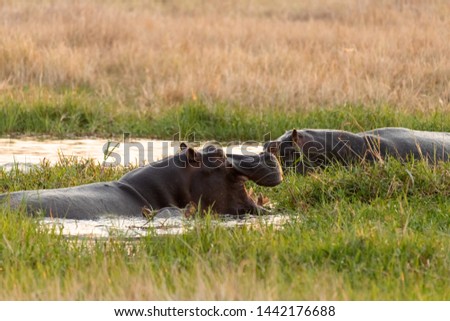 Family of hippos in the Okavango delta in Botswana, africa