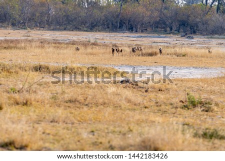 Wild dogs on the hunt doe prey in moremi Game Reserve in the Okavango Delta in Botswana, Afrika