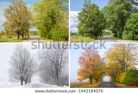 Beautiful collage of 4 seasons, different pictures of an tree avenue, same spot, place. Spring foliage, green fresh bright summer day, foggy morning with yellow autumn leaves, snowstorm in winter.  Royalty-Free Stock Photo #1442184074