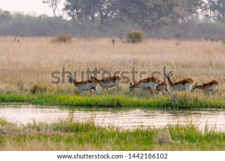 Impalas on eating between yellow grass in moremi game reserve, Botswana