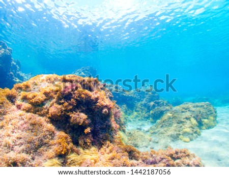 Underwater colorful reef in Canary Islands