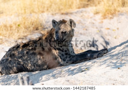 Hyena at its whole in Botswana in the Moremi game reserve in afrika