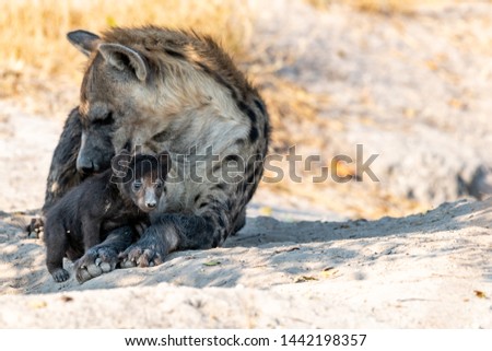 Mother and Baby Hyena at their whole interacting in botswana, Afrika at Moremi