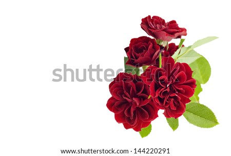 Pretty red roses isolated on a white background with space for text