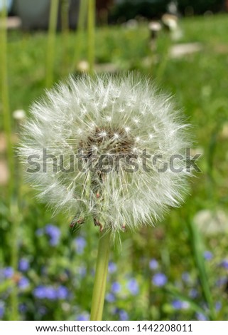 Dandelion one  blossom in nature  green Meadow 