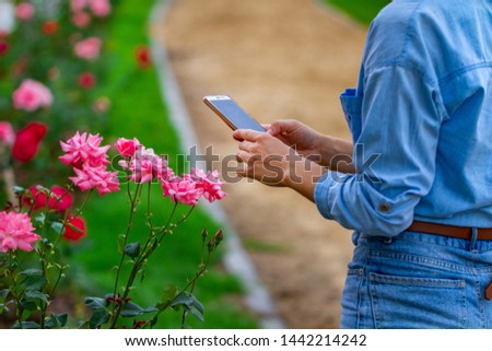 A tourist takes a photo of a pink roses on his phone while walking in a city park. Gardening and beautification of the city
