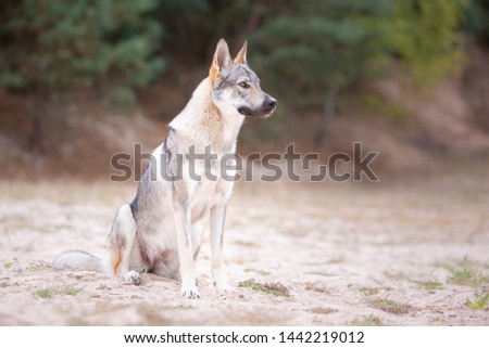Wolfsdog running in nature foorest