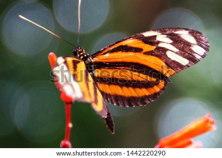 
A butterfly in a flower ready		
