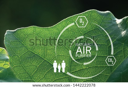 Luminous leaf with graphic Natural Air Purifier and symbol of Oxygen, Human and Carbon dioxide which means tree is the best air purifier and most of all, it's free.