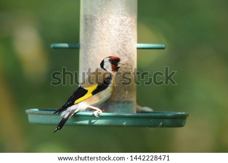 A goldfinch on a bird feeder