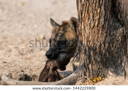 Mother and Baby Hyena at their whole interacting in botswana, Afrika at Moremi