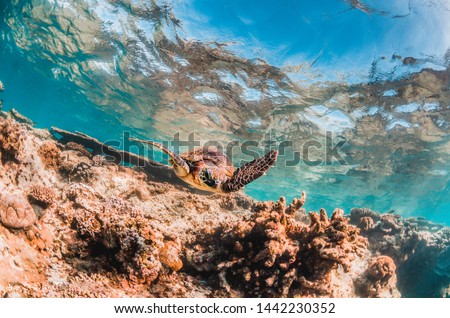 Large wild turtle swimming alone in open ocean around colorful coral reef