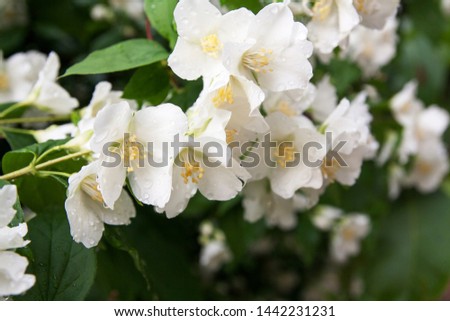 Jasmine flowers with drops of rain on the branches