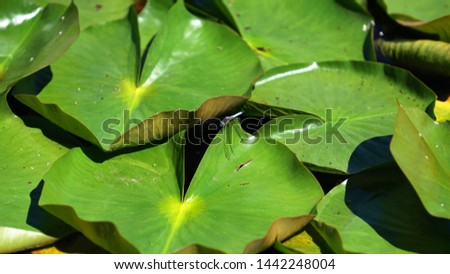       relaxing blue dragonfly on green waterlily leaf                         