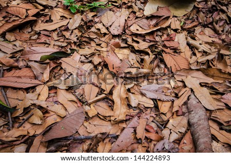 Dry leaf on the ground , Nature background and texture
