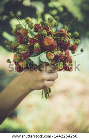 Bouquet of fresh strawberries in a hand.