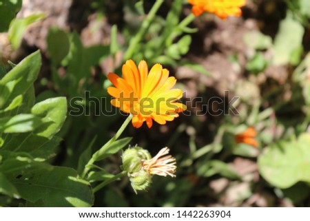 Pot marigold flower in the garden