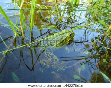 green frog on the pond