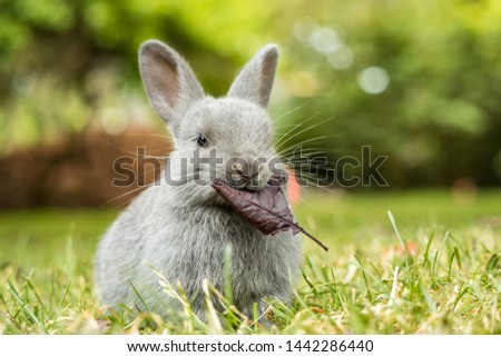 close up of a cute grey bunny holding a big piece of red leaf in its mouth with blurry green background in the park while staring at you Royalty-Free Stock Photo #1442286440