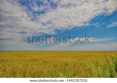 Yellow wheat field against blue sky with clouds
