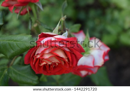 Beautiful red roses in garden. 