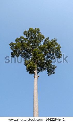 Tree Silhouette  On Sky Background 